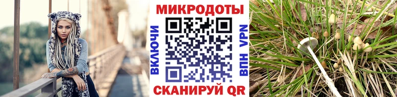 Псилоцибиновые грибы MAGIC MUSHROOMS  darknet клад  Полысаево  кракен ТОР 